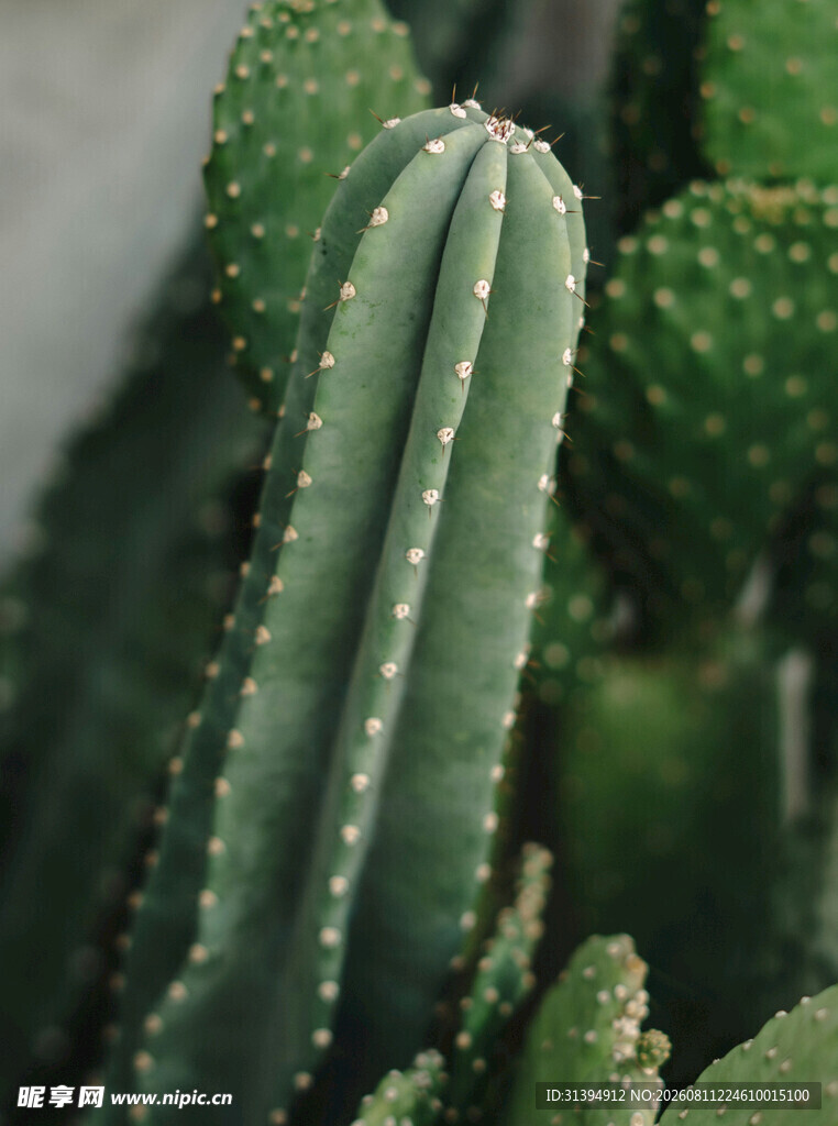 带刺的绿色仙人掌植物