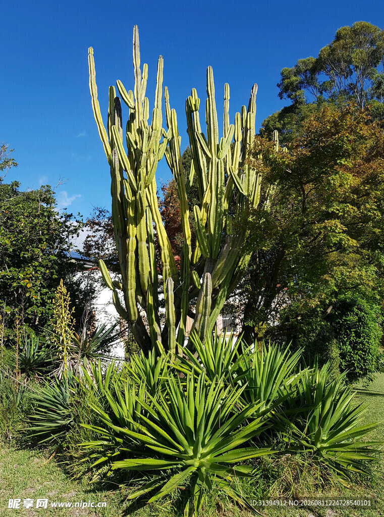 户外高大仙人掌植物景观