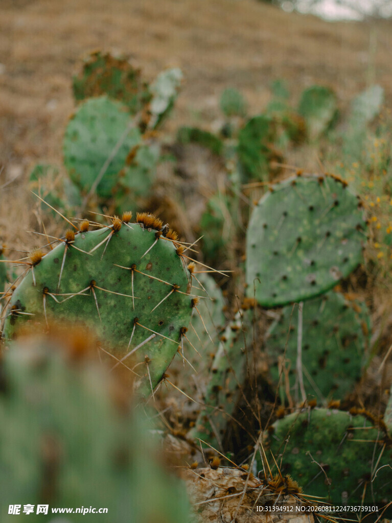 沙漠中的仙人掌植物