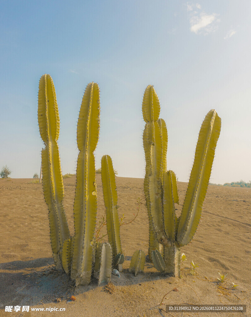 沙漠中的高大仙人掌植物