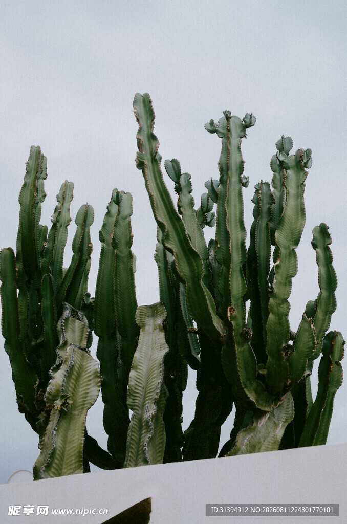 高耸的仙人掌植物景观