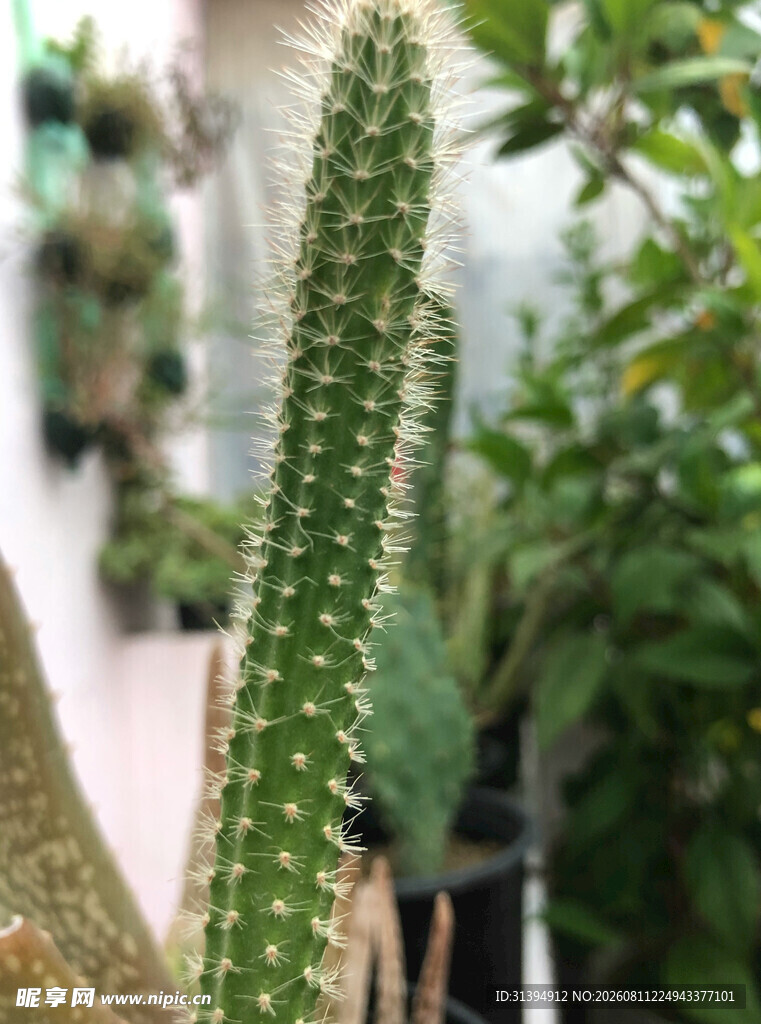直立仙人掌特写