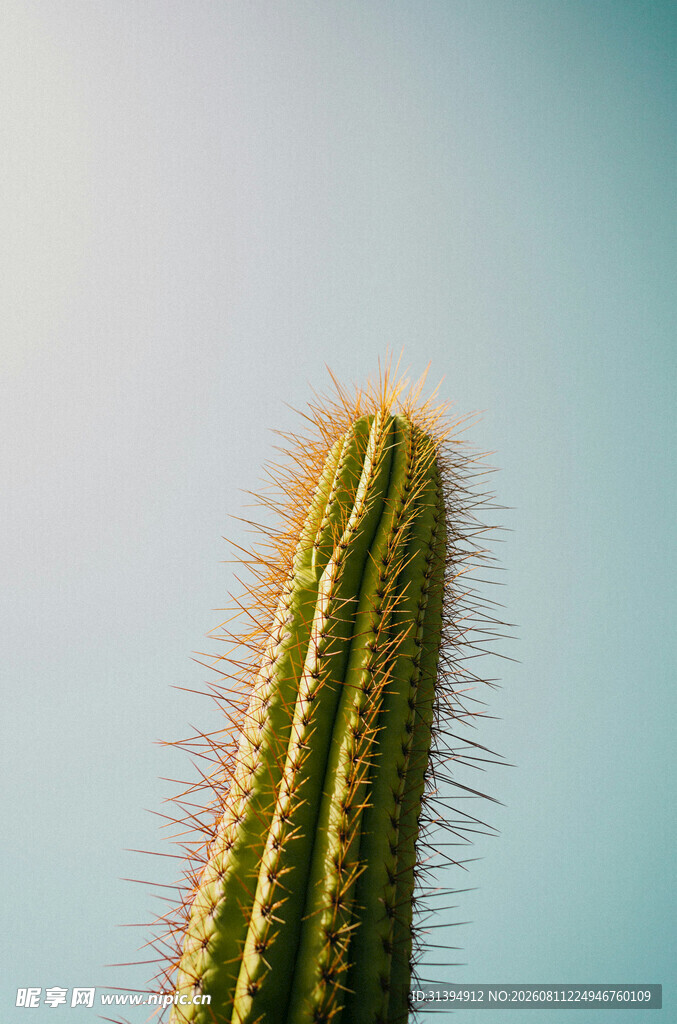 挺拔仙人掌尽显自然生机