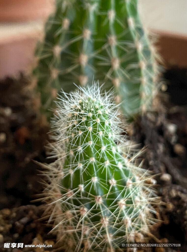 可爱小仙人掌盆栽