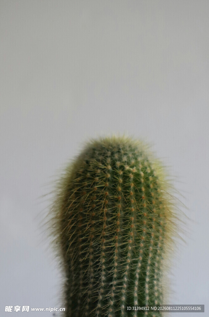 毛茸茸的仙人掌特写