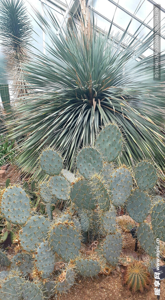 多样仙人掌植物景观