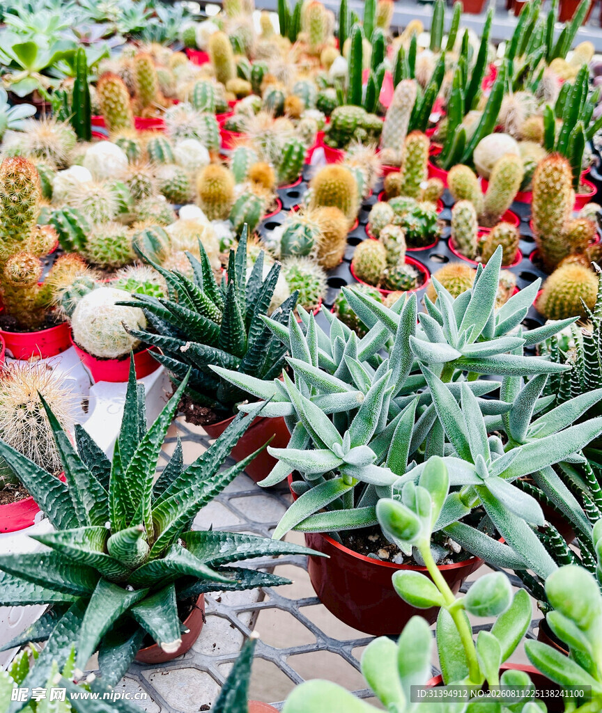多彩多肉植物盆栽展示