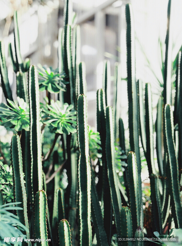 挺拔仙人掌植物景观