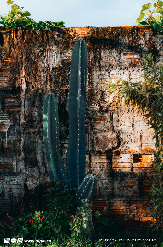 石墙旁的高大仙人掌植物