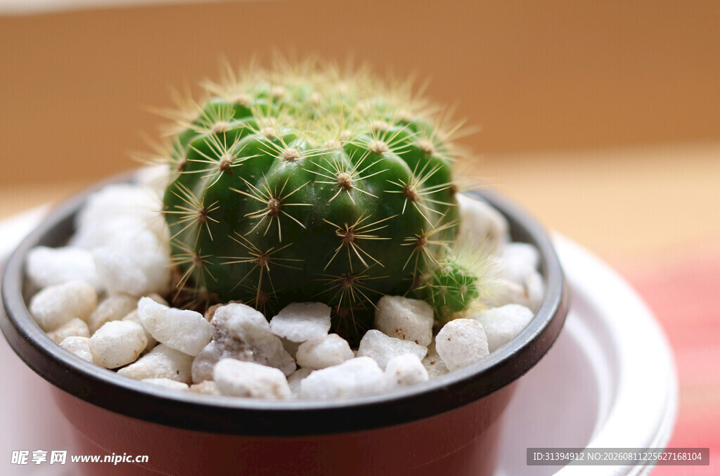小巧仙人球盆栽
