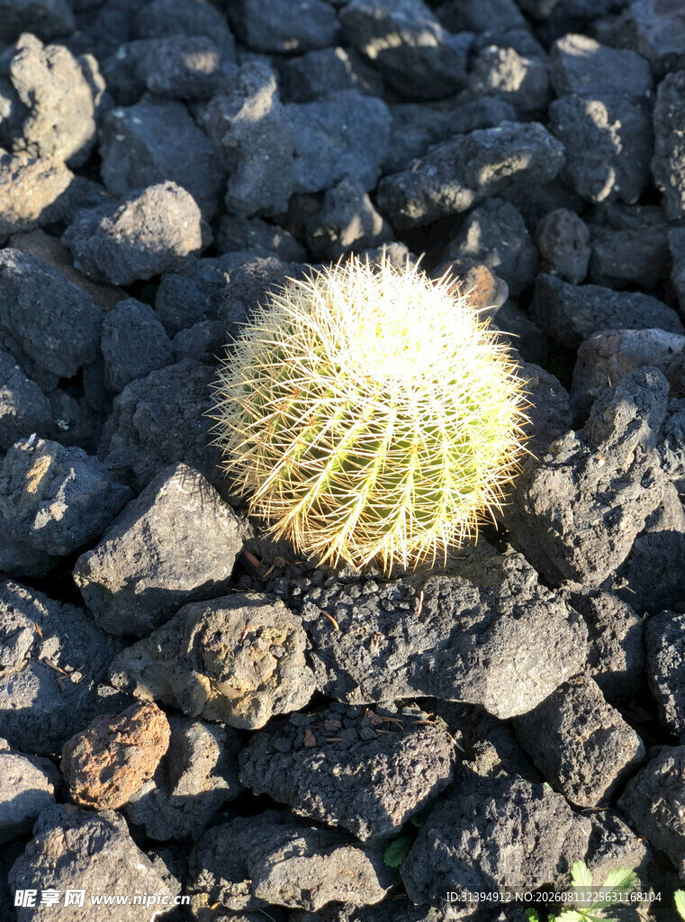 石间的仙人球