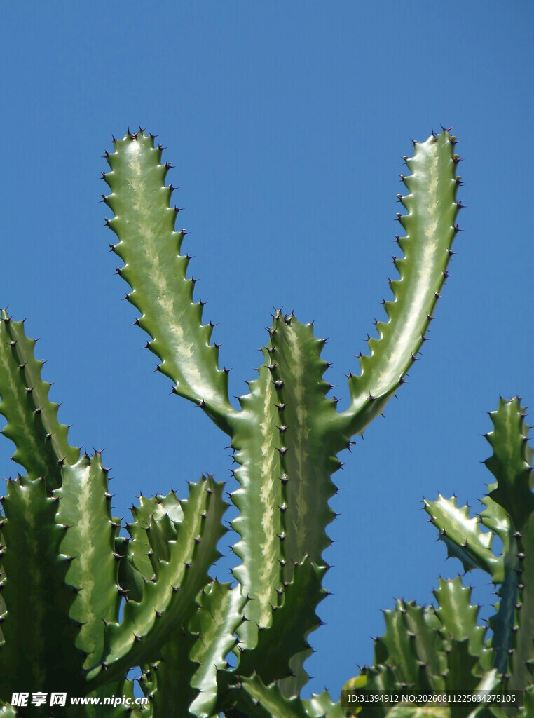 挺拔仙人掌蓝天为背景