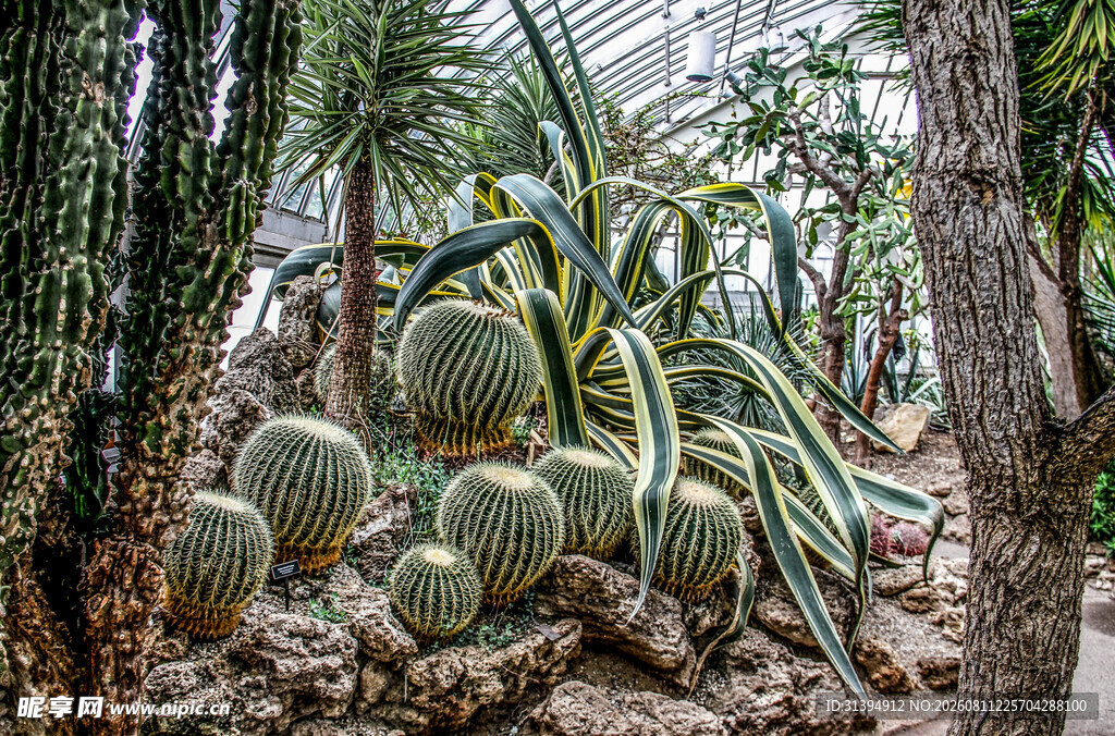 多样仙人掌植物景观