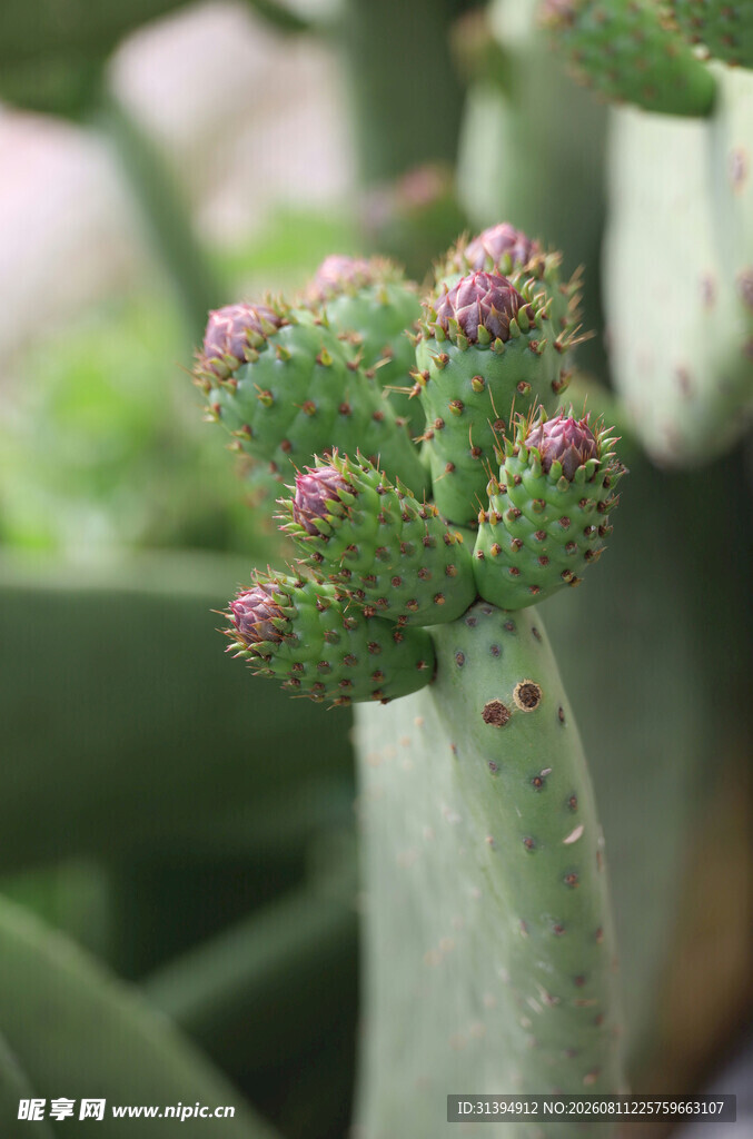 带粉花的仙人掌特写