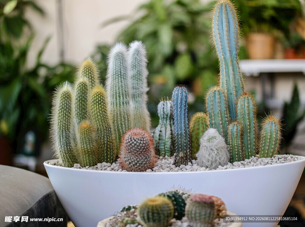 白色花盆中的多彩仙人掌