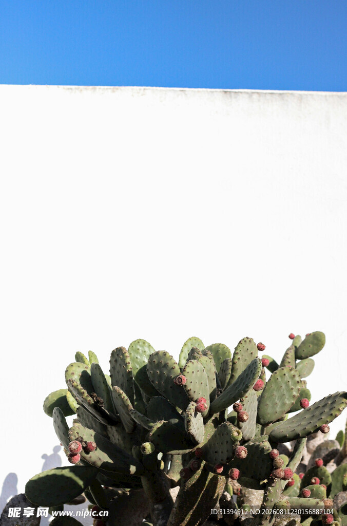 白色墙前的仙人掌植物