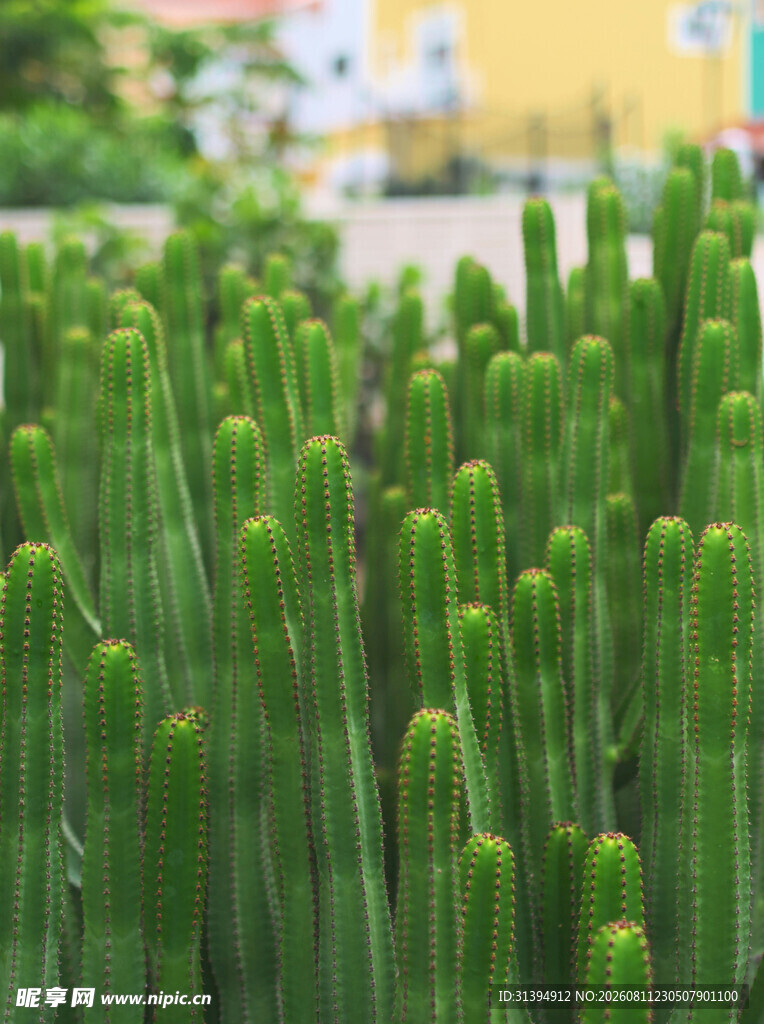 直立丛生的绿色仙人掌植物