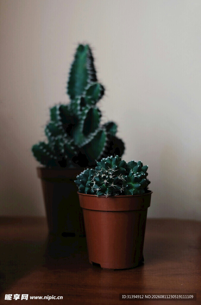 三盆可爱仙人掌盆栽
