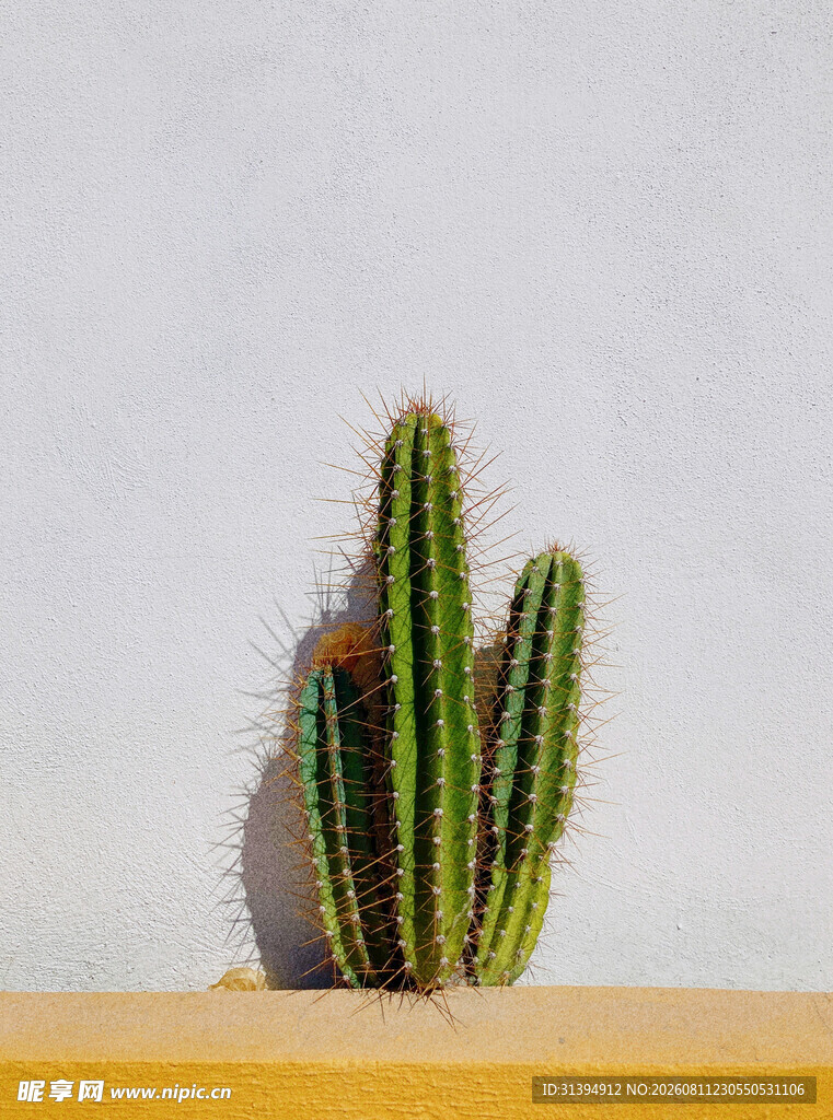 桌上的绿色仙人掌植物