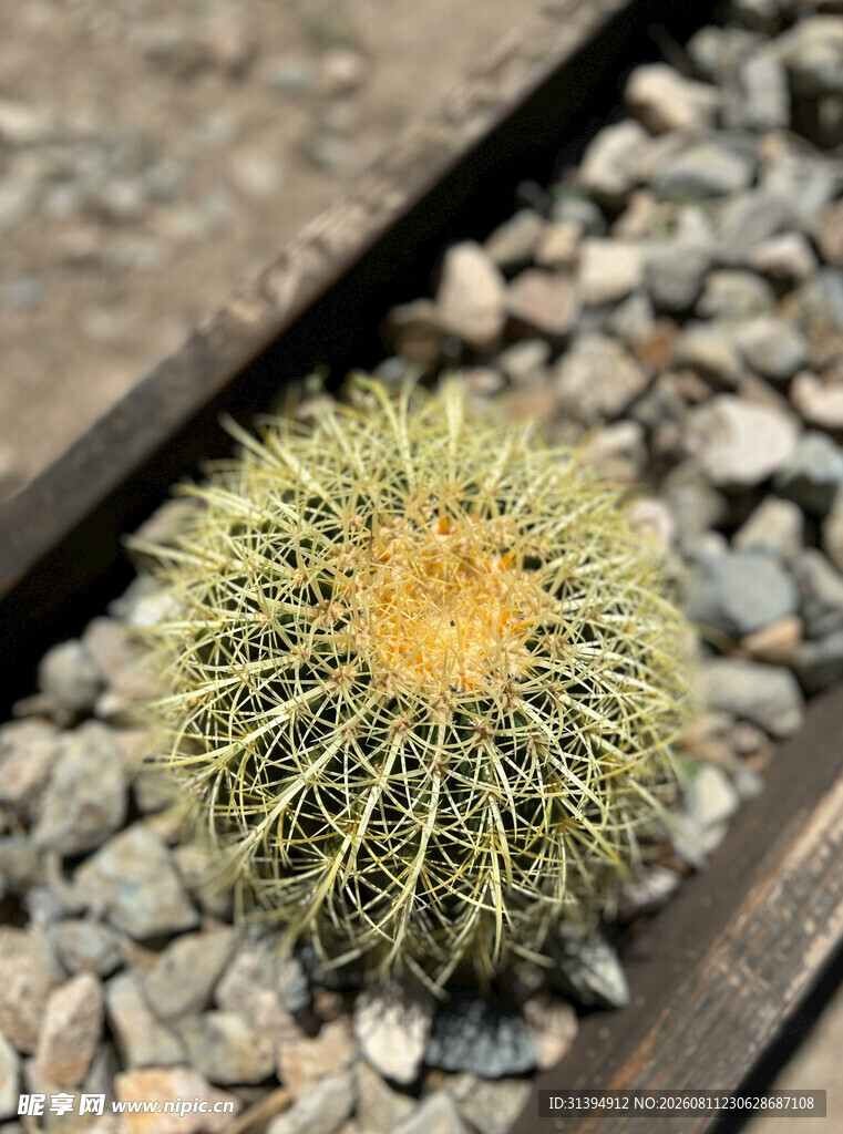 铁轨旁的刺球仙人掌