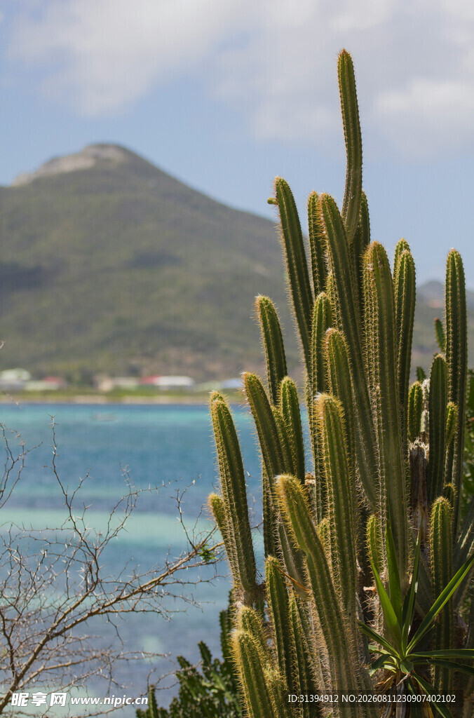 海边仙人掌与远山海景