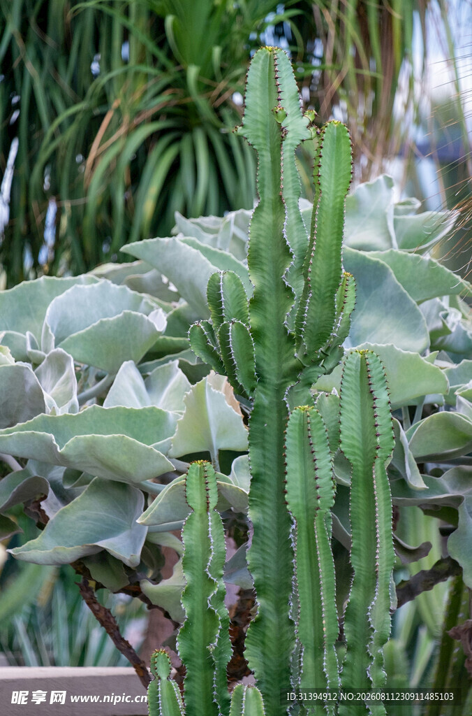 翠绿仙人掌植物景观
