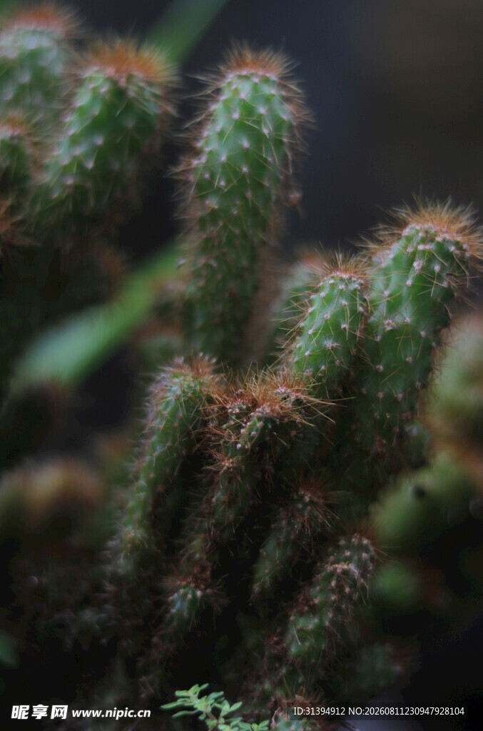 密集生长的多刺仙人掌