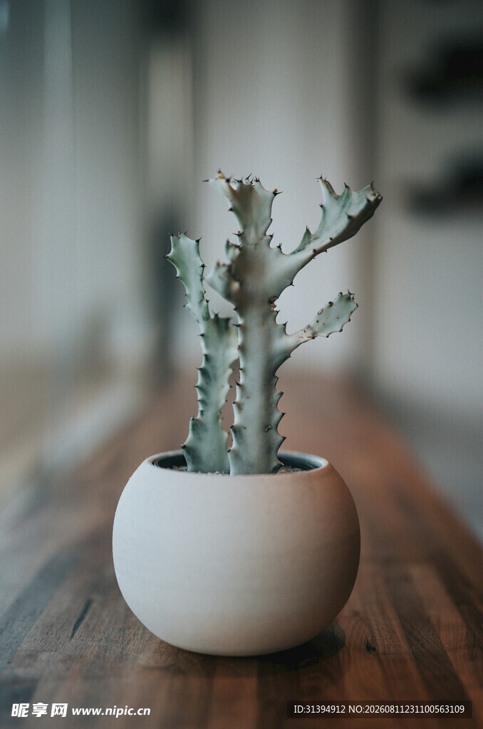 白色花盆中的仙人掌