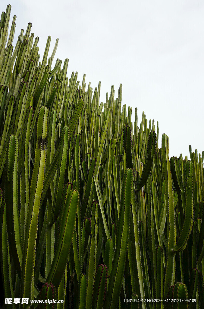 高大翠绿仙人掌植物