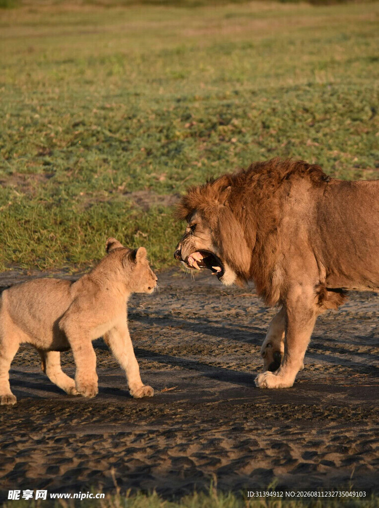 雄狮与幼狮亲昵互动场景