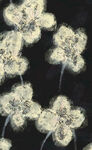 白色蒲公英特写画面