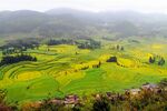 春日山间金黄梯田美景
