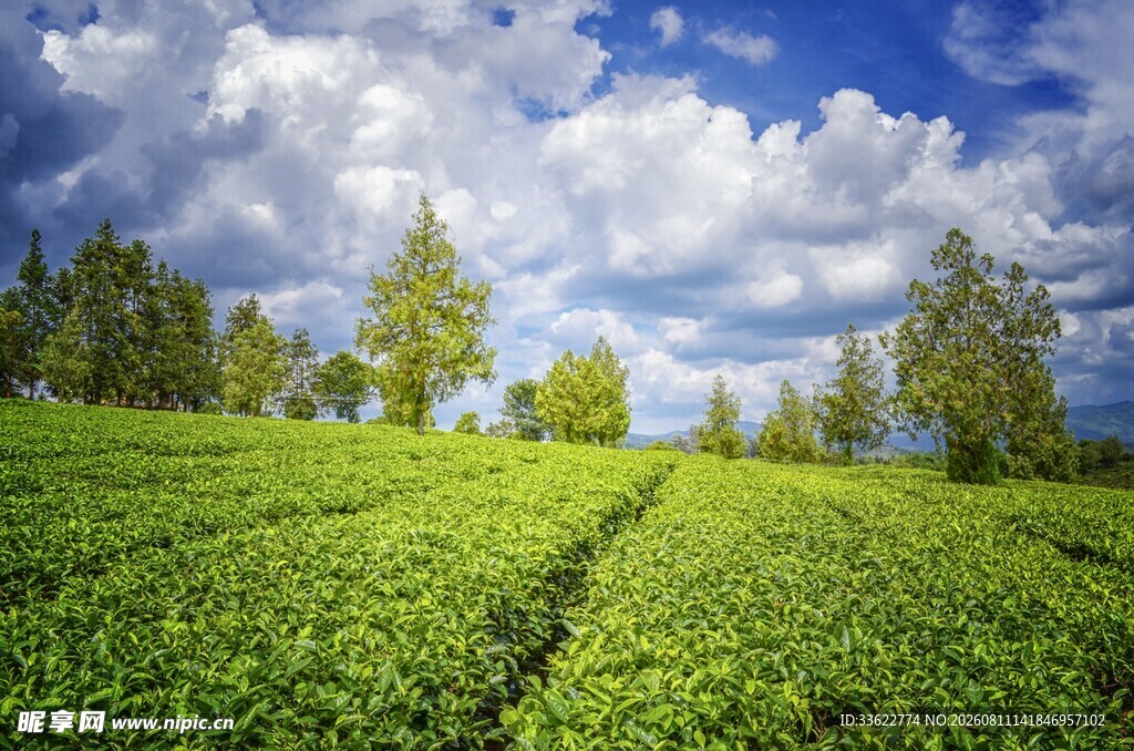 翠绿茶园与蓝天白云美景
