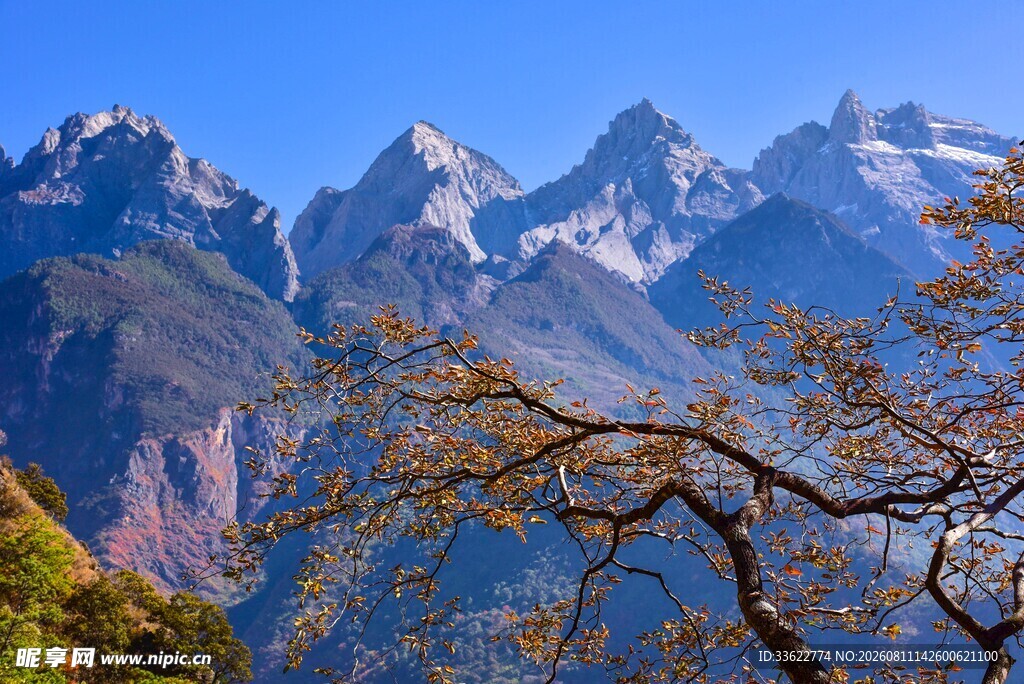雪山旁的枯树景观