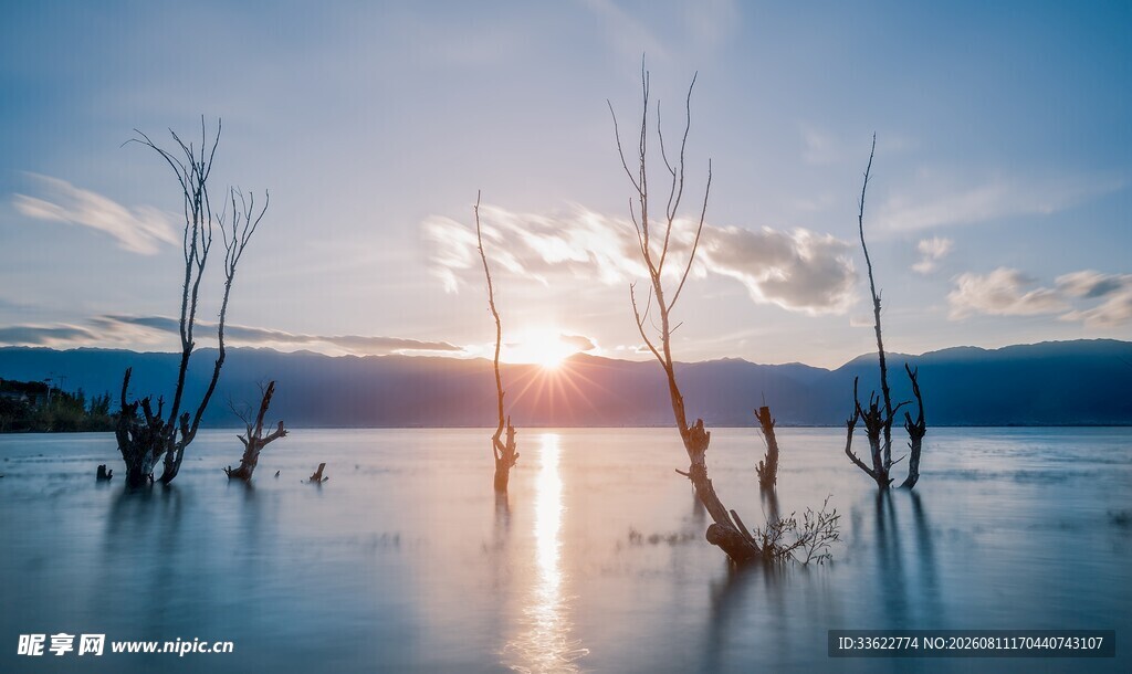 夕阳下水中枯木的美景