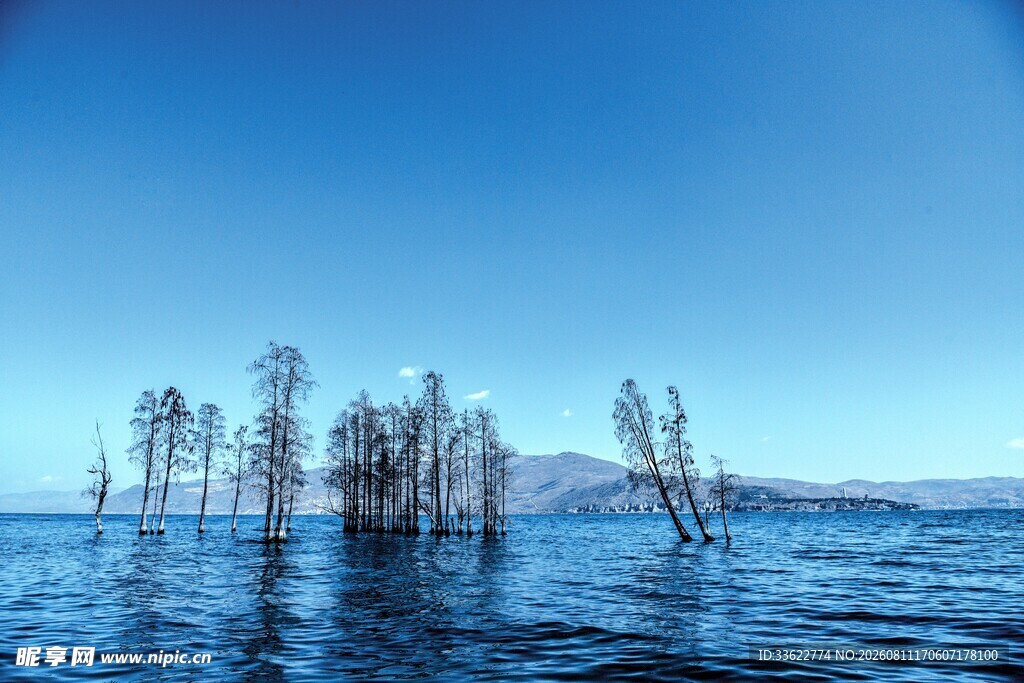 水中枯树与湛蓝天空之景