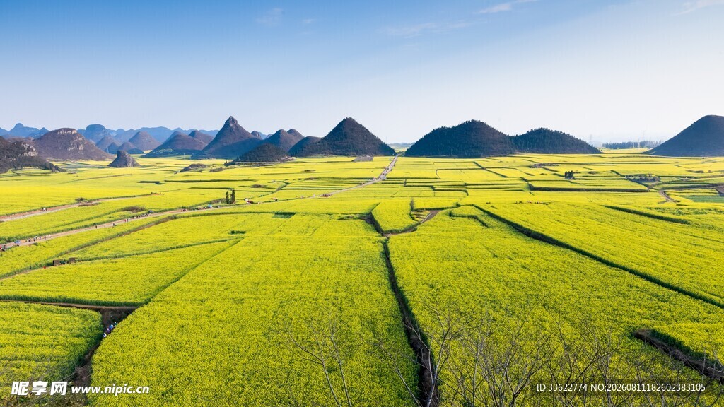 金黄田野与远处山峦美景