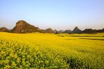 金黄油菜花田与远山美景