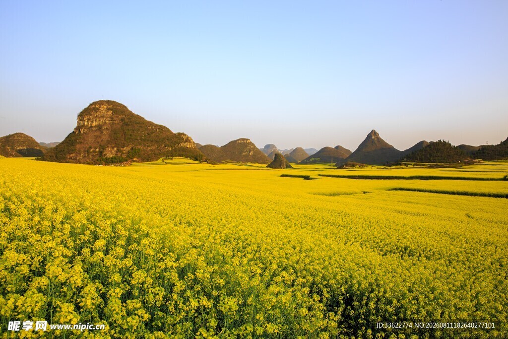 金黄油菜花田与远山美景