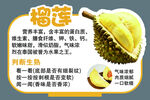 榴莲介绍 香甜软糯的热带水果