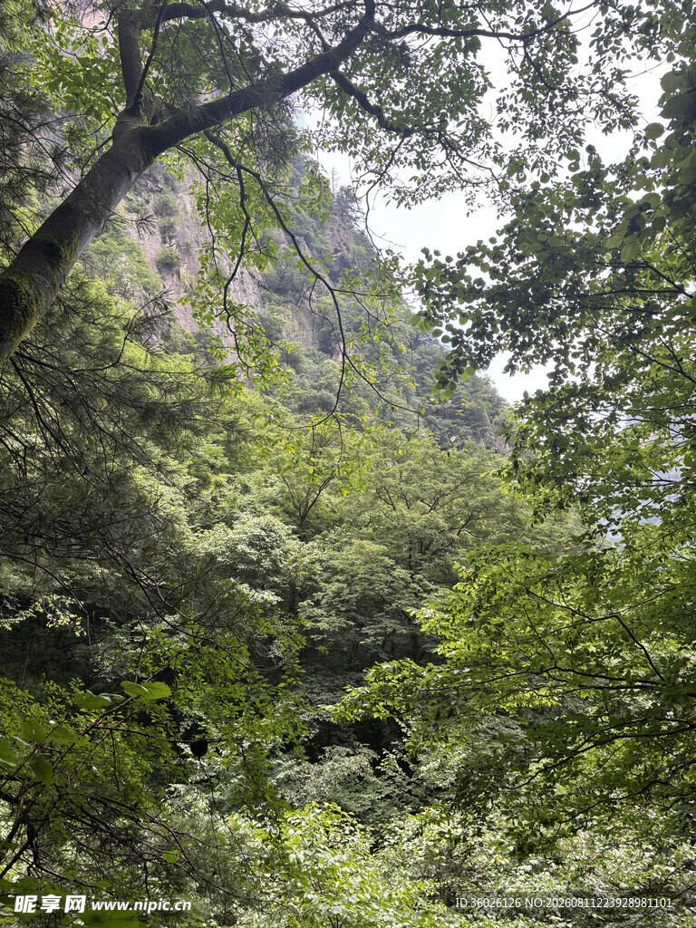 林深见山