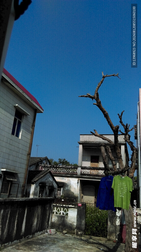 乡村老旧房屋与枯树景象