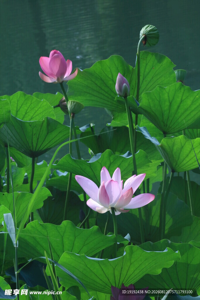 荷花荷叶  