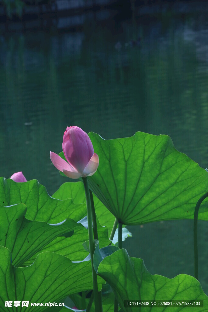 荷花荷叶  