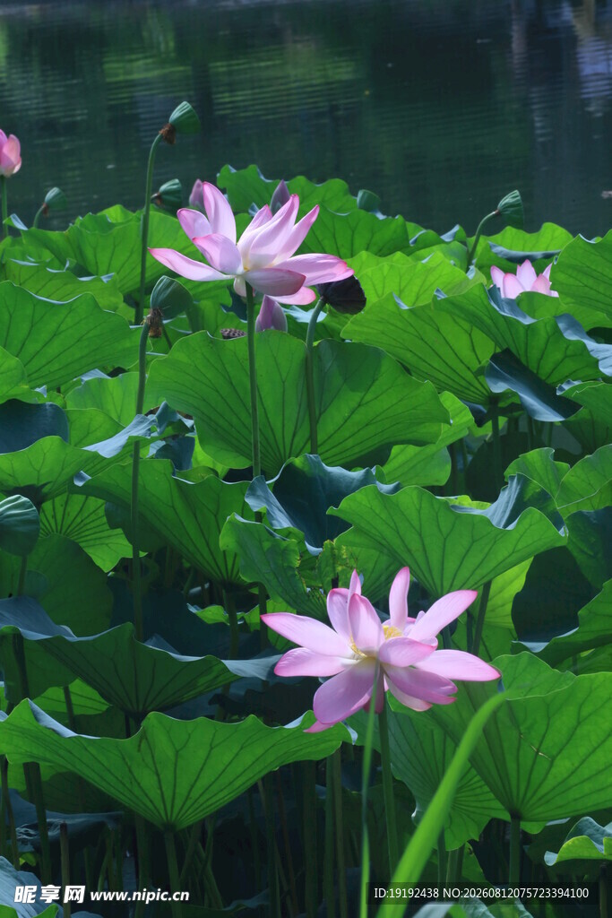 荷花荷叶 