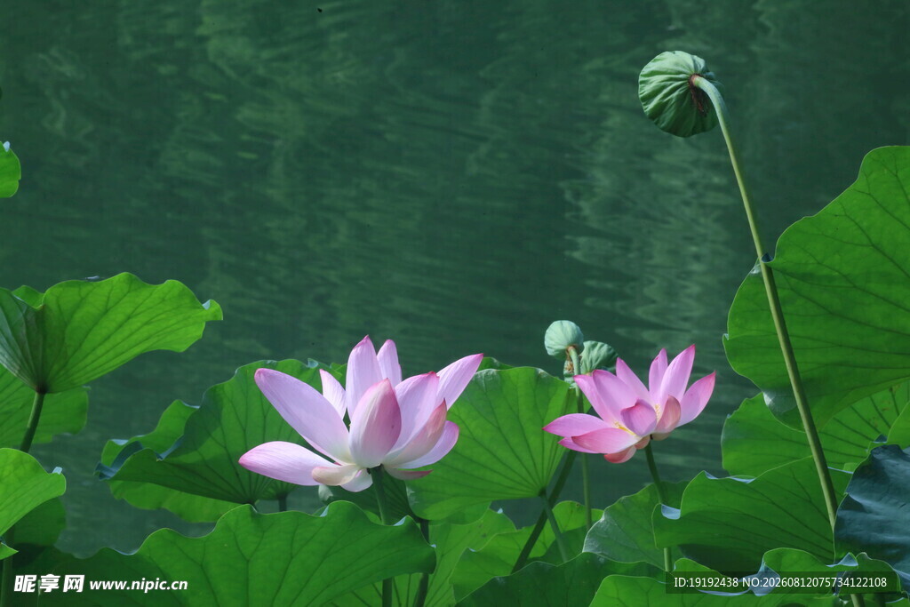 荷花荷叶  