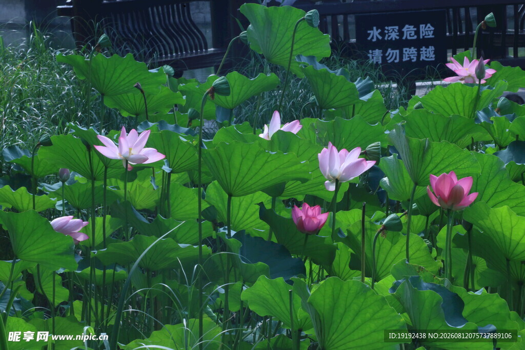 荷花荷叶 