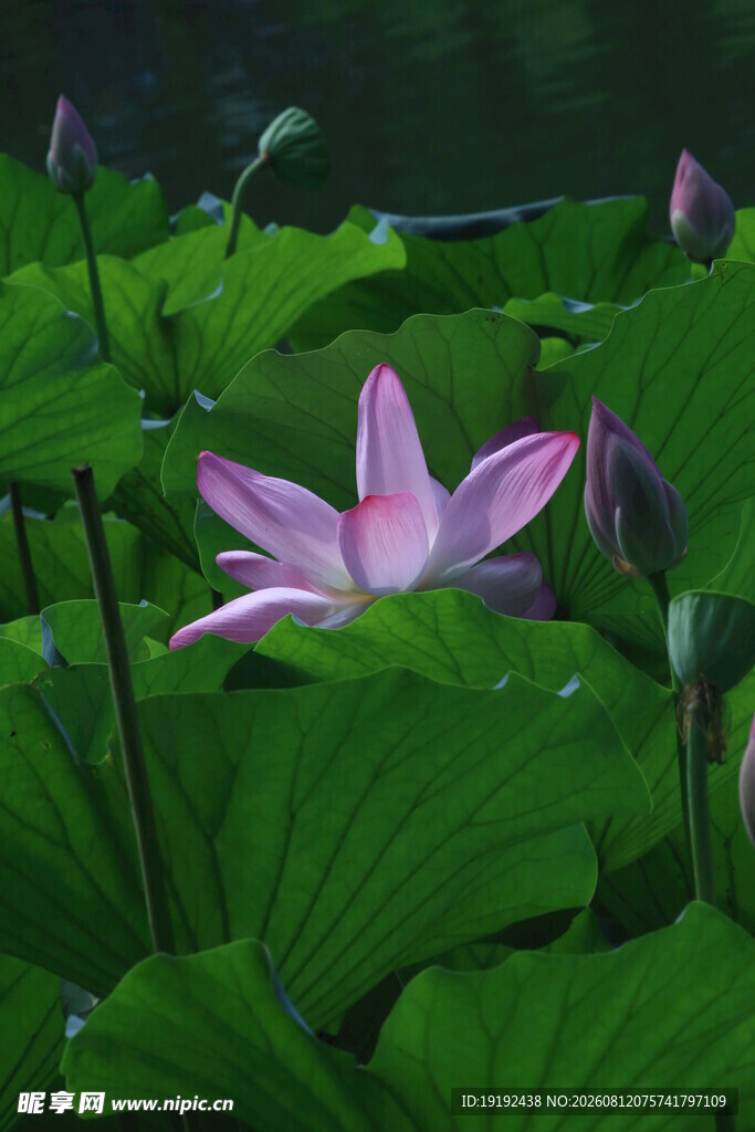 荷花荷叶  