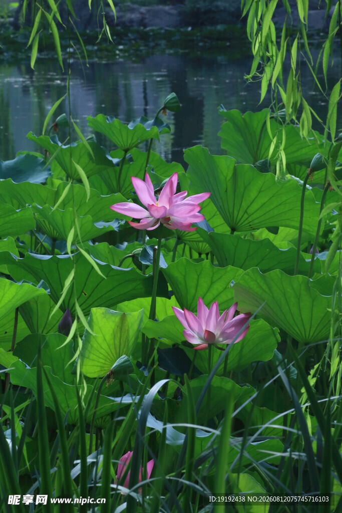 荷花荷叶  