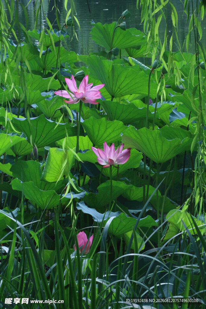 荷花荷叶